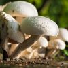 Recept Chili sin carne met paddenstoelen