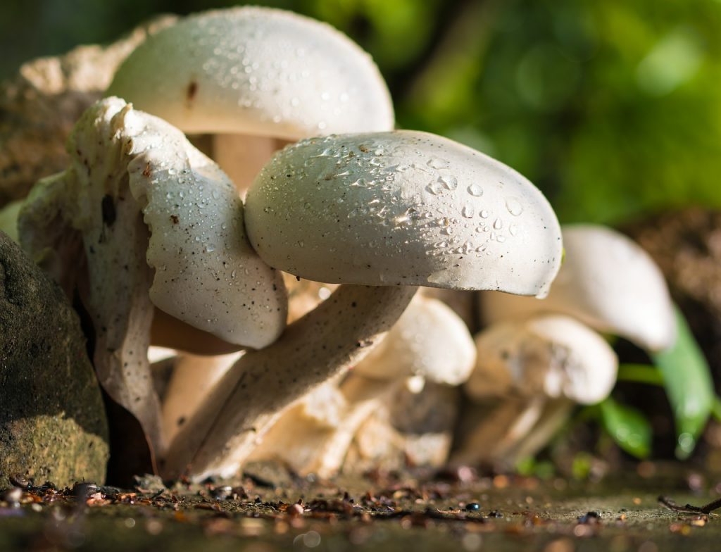 Recept Chili sin carne met paddenstoelen