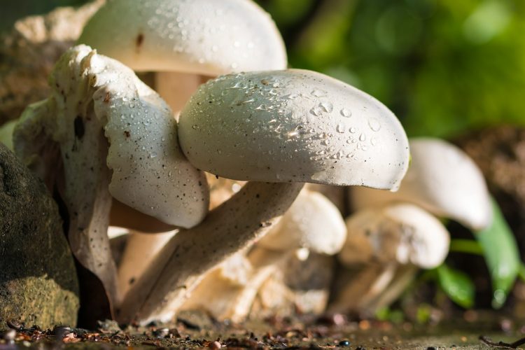 Recept Chili sin carne met paddenstoelen