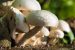 Recept Chili sin carne met paddenstoelen